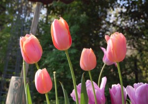 Poor, doomed tulips